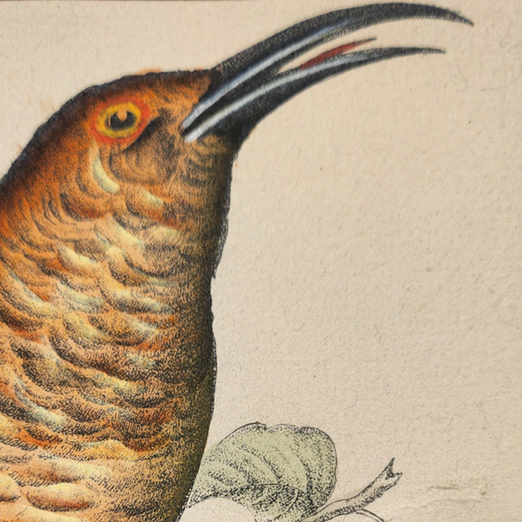 Framed J. & E. Gould - Nectarina Famosa Lithograph Print 17 1/2 x 21 1/2" - Picture 6 of 16